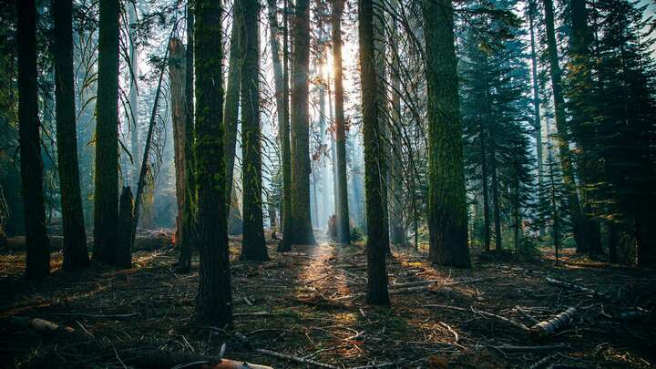 The Woman Who Talks to Trees.