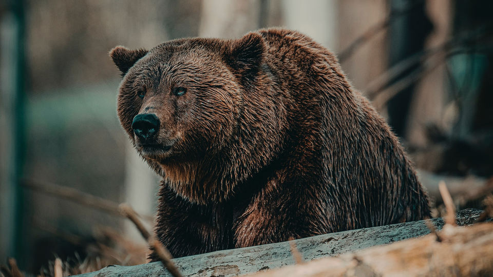 College Wrestler Saves Teammate from Grizzly Bear Attack